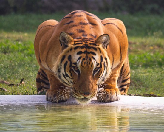 Rajasthan Wildlife Tour Package